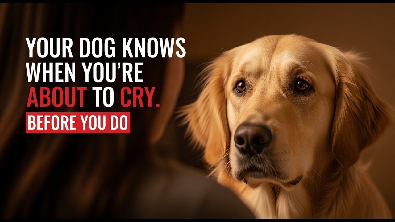 The Reason Your Dog Knows When You're About to Cry Before You Do