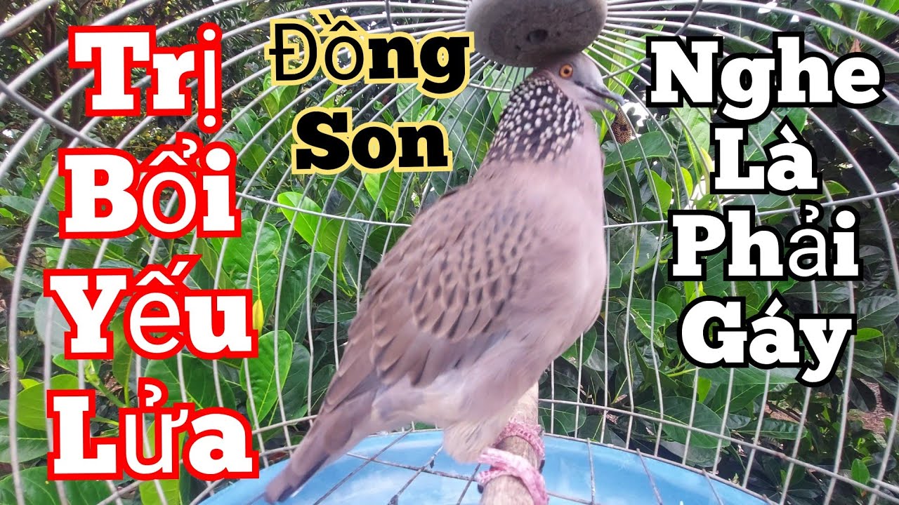 Tiếng cu gáy đồng son gáy Bài Bản [THÚC + GÙ + GỌI] bổi yếu cỡ nào nghe là phải gáy #cugáykichbổi43