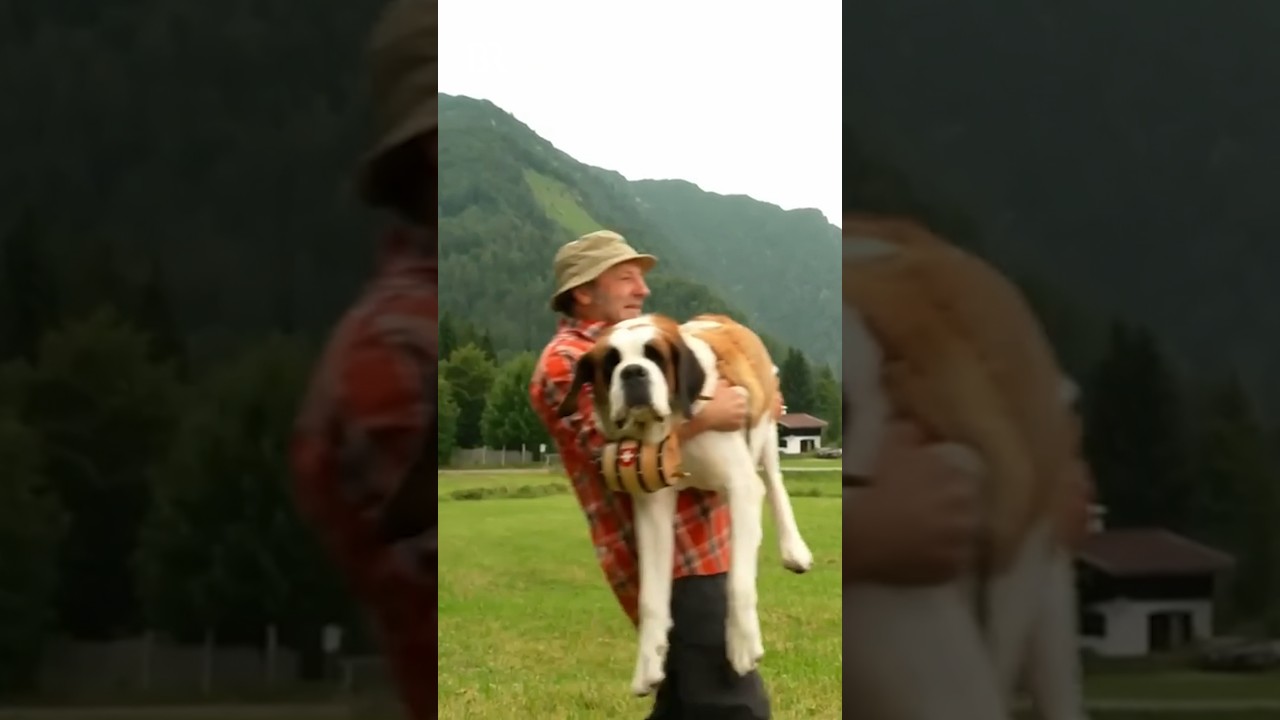 🐶 Tragt ihr manchmal euren Hund!? | Wandern mit Hund | Berge | BR #short