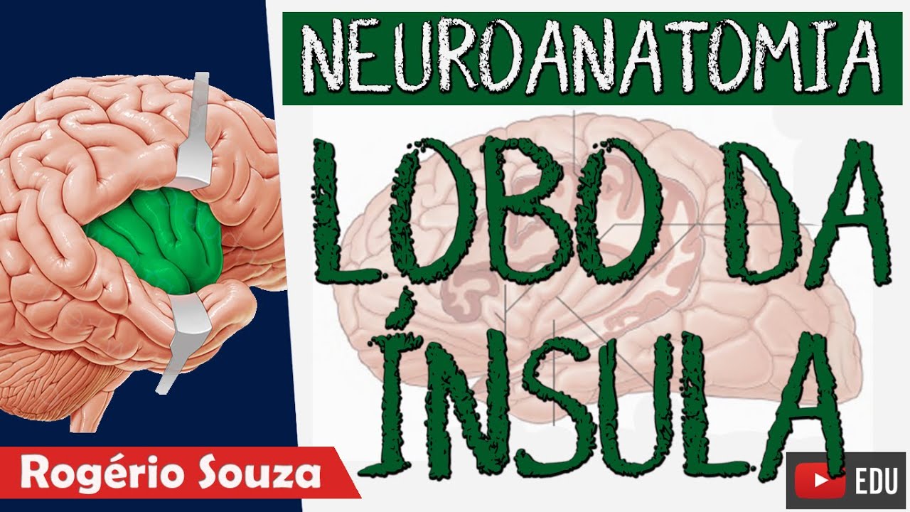 LOBO DA ÍNSULA (Aula Nova) - Neuroanatomia Funcional com Rogério Souza