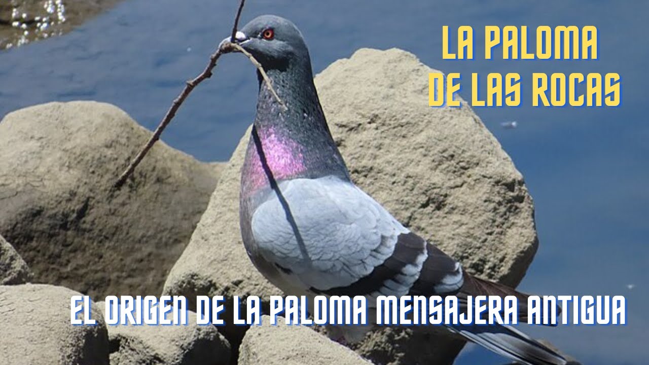 🌍 El Origen De La Paloma Mensajera ANTIGUA - Columba Livia 