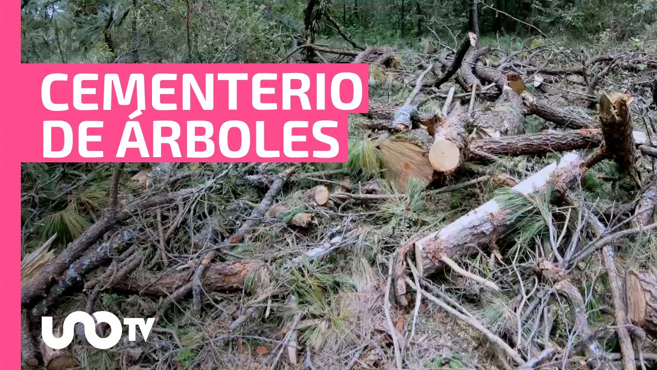 Tala ilegal mata árboles ¡de más de 100 años!