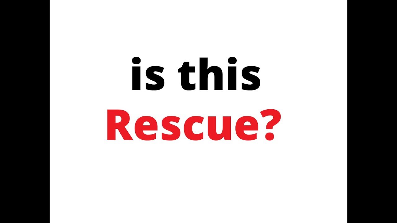 Half A Million Dollars This Dog Rescue Spent Buying Dogs From Breeders