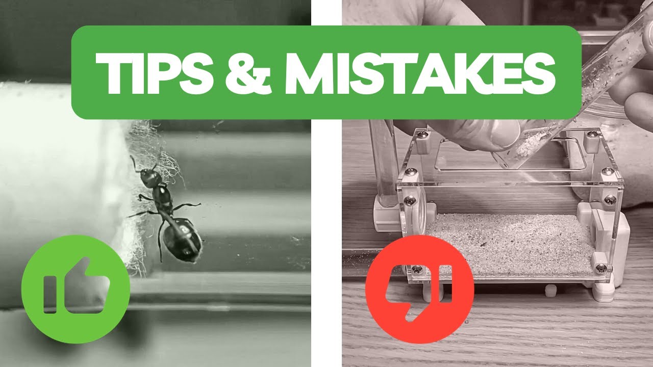 3 Tips & Mistakes To Avoid In Ant Keeping | BRUMA Ants