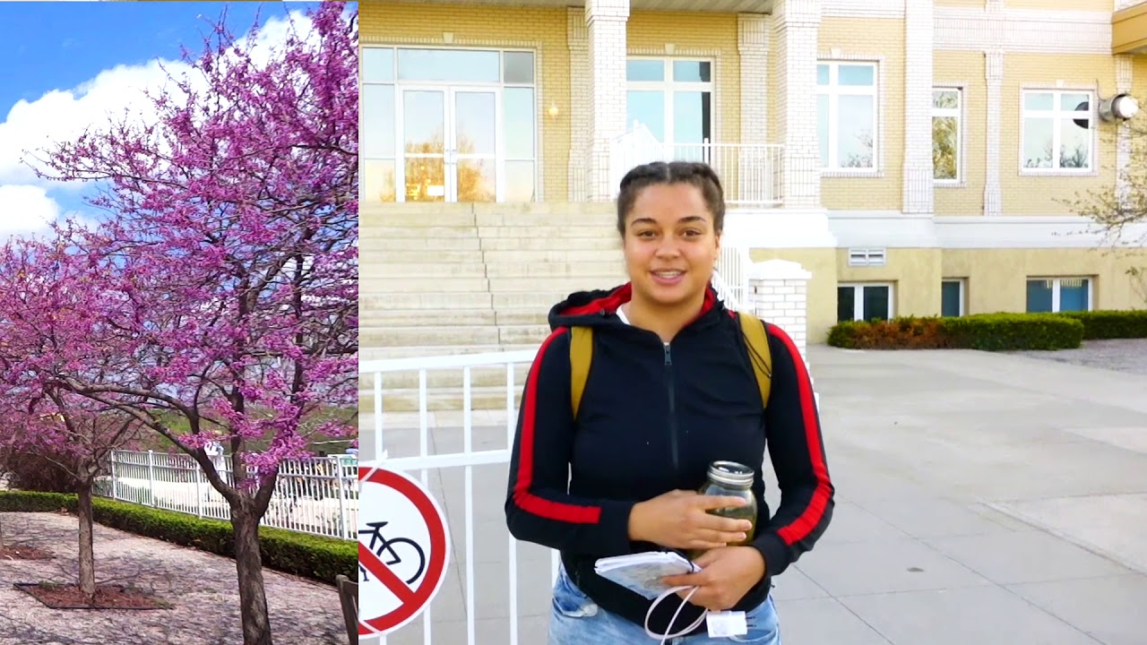 MAHARISHI INTERNATIONAL UNIVERSITY STUDENT CENTER WITH REDBUD TREES, FAIRFIELD, IOWA.
