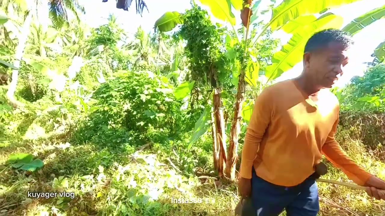 Paano linisin ang puno ng saging #cinematography #viralvideos #goodvibesalways 2026
