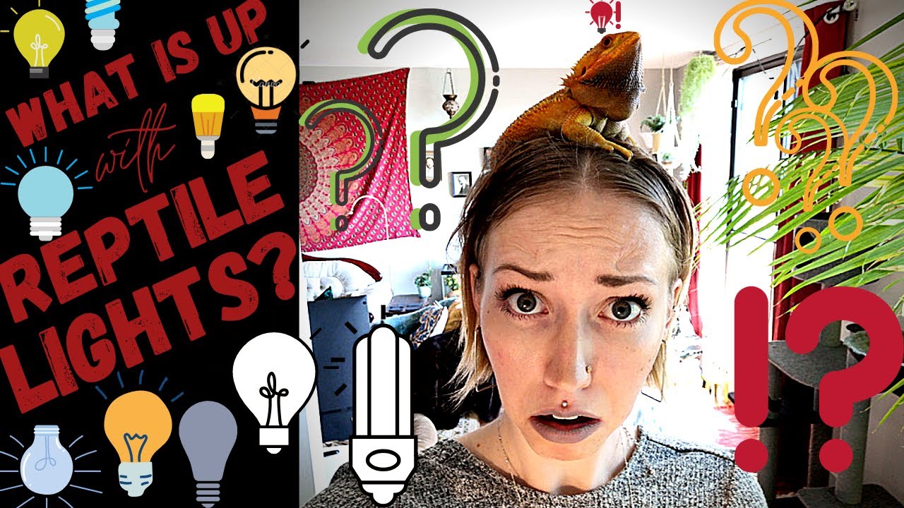 Reptile lightbulbs EXPLAINED!! All about HEATBULBS