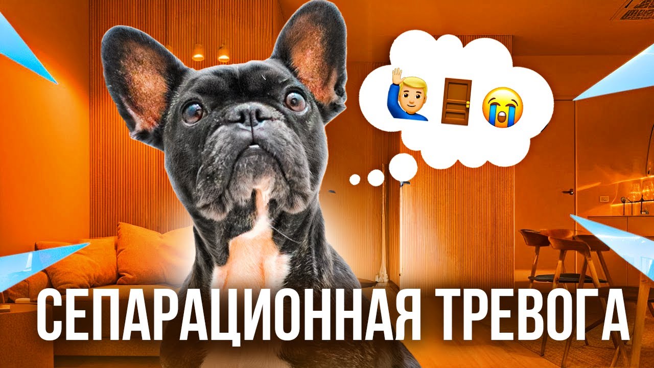 Как научить собаку оставаться одну дома? // Тревога разлуки у собак