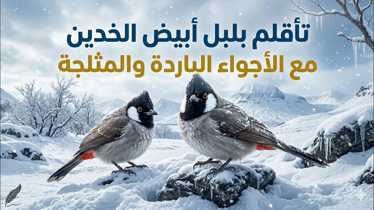 كيفية حماية البلابل من البرد في الشتاء: نصائح وإجابات على الأسئلة ؟.