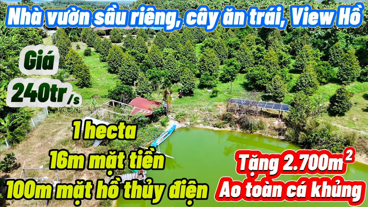 🔔 Xem là thích. Nhà vườn sầu riêng & nhiều loại cây trái xanh tươi. View hồ thuỷ điện, tặng ao cá to