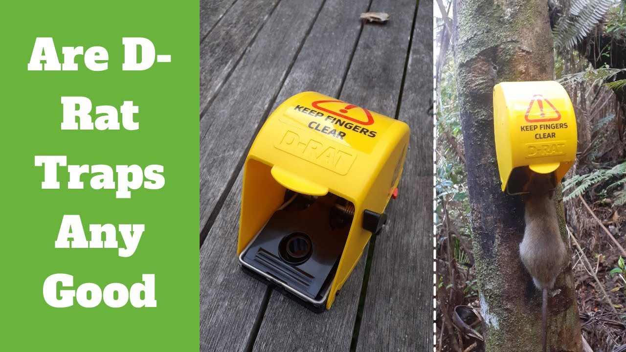 Are D Rat Traps Any Good - Trail Cam Footage