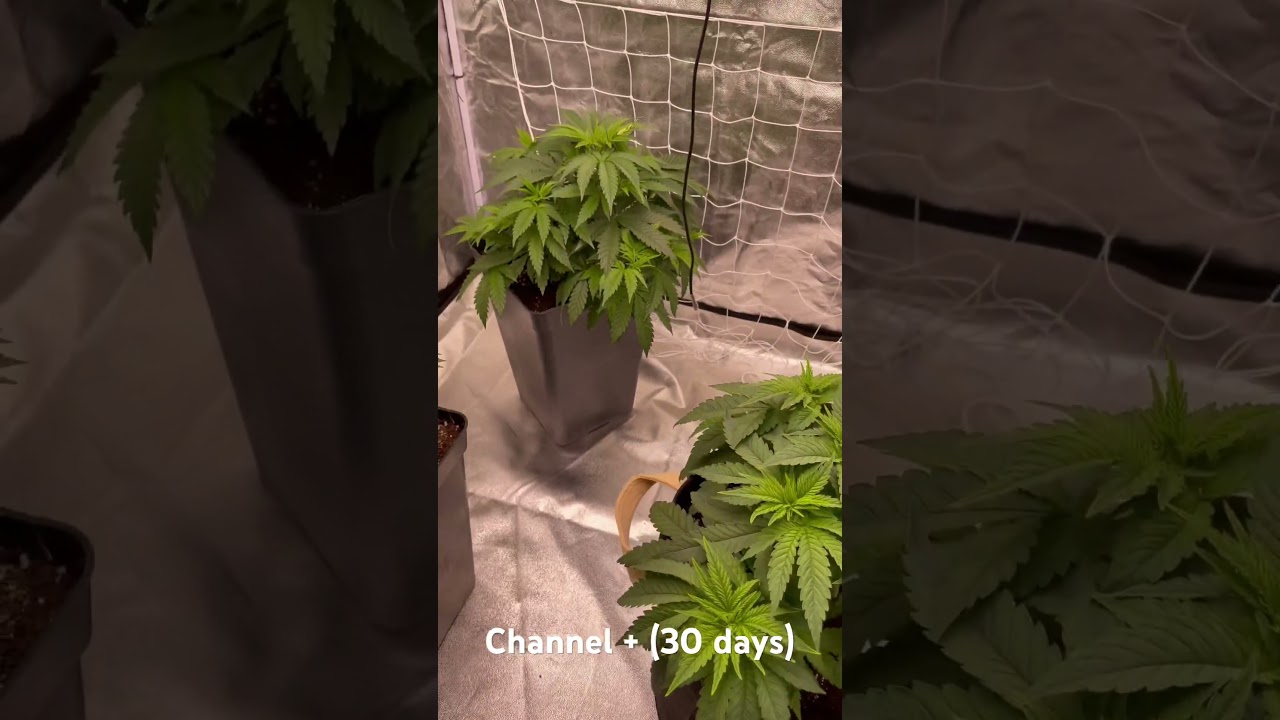 30 days growing indoor #channel+ #cannabiscommunity #indoorplants #medicalseeds