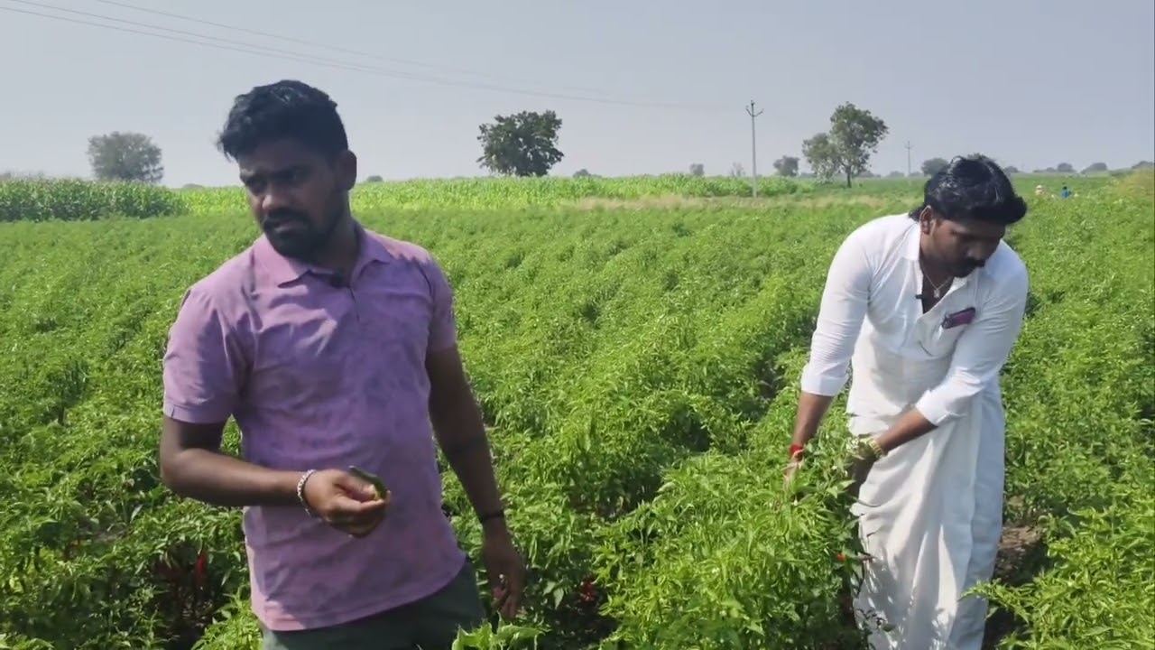 ఢిలక్స్ మిరప రకం 