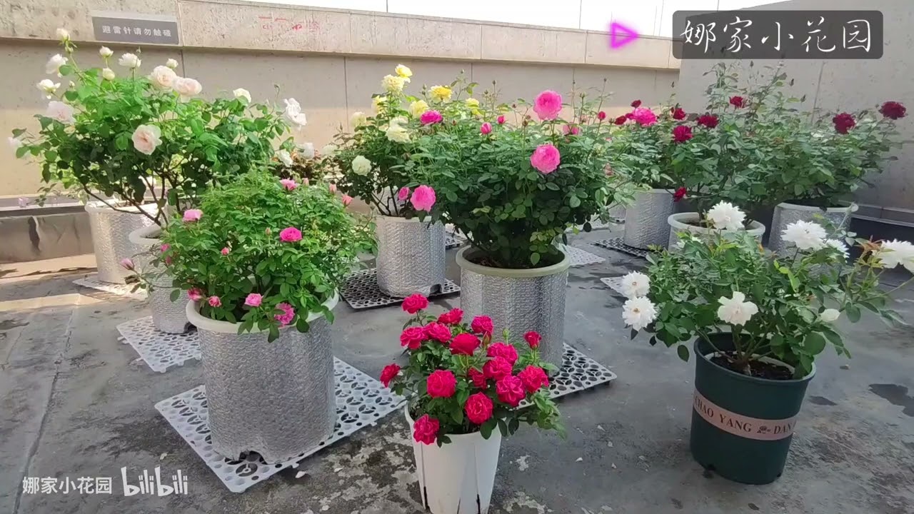 重磅：月季养根方法汇总Heavy: Summary of Rooting Methods of Rose