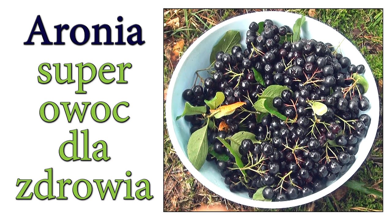 Aronia - superowoc zdrowotny na odporność, wzrok, nadciśnienie i promieniowanie - Harde Kopyto 8