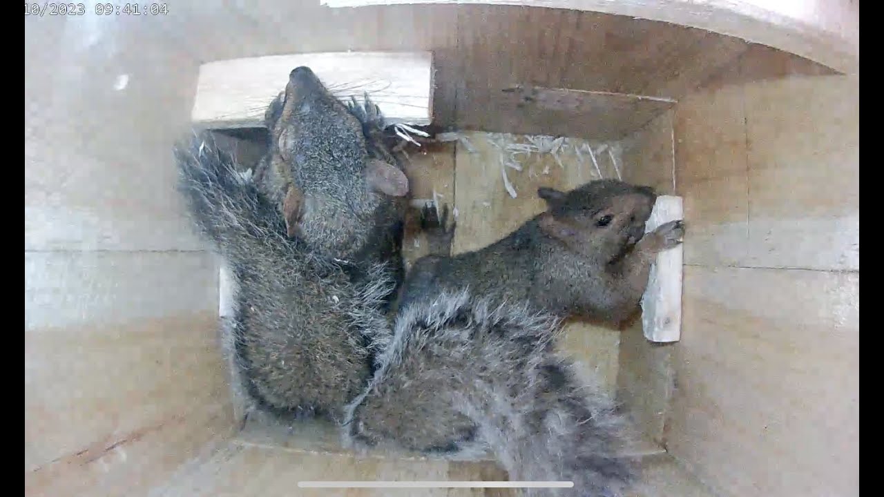 Eastern Gray Squirrel Chooses a Nest Box for Winter Shelter