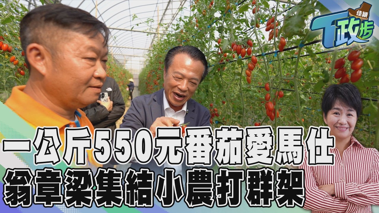 【佳頴T政步】一公斤550元誰買 ? 我闖進夏天50度的溫室 看翁章梁被蜂咬也要守住的「番茄愛馬仕定價權」｜TVBS新聞網@tvbsnews24live