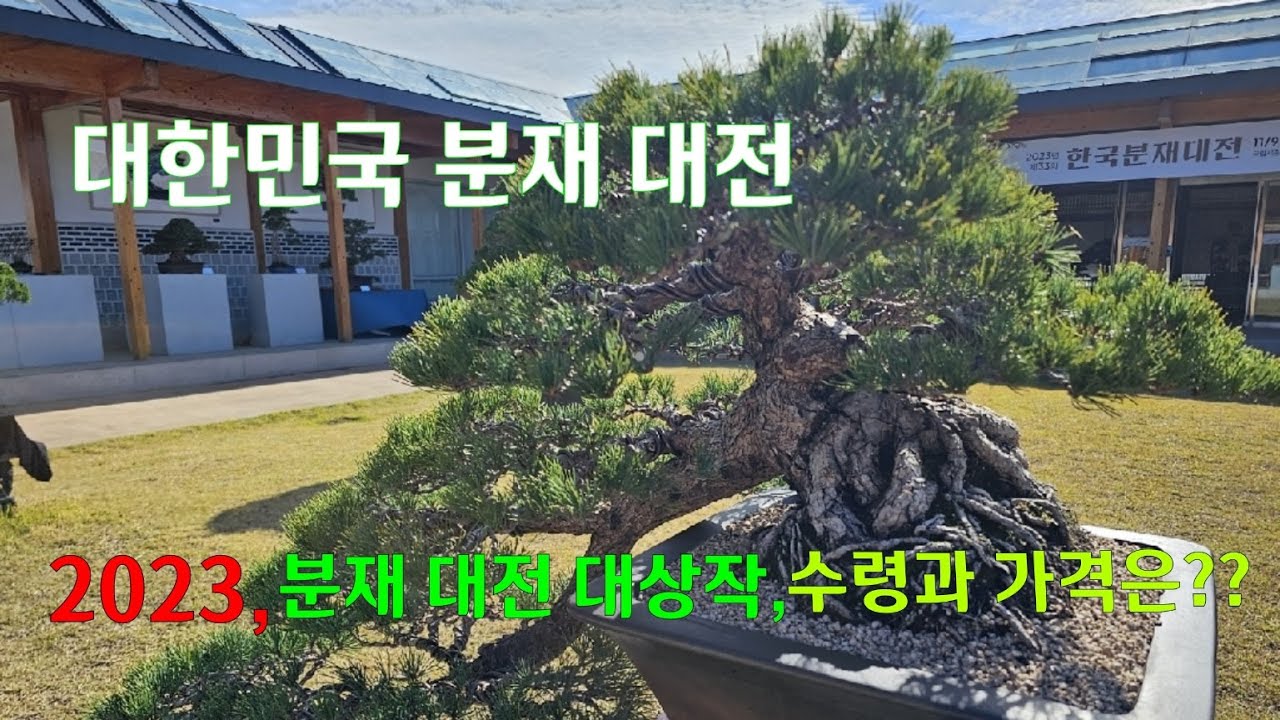 2023,분재 대전 대상작, 수령과 가격은??