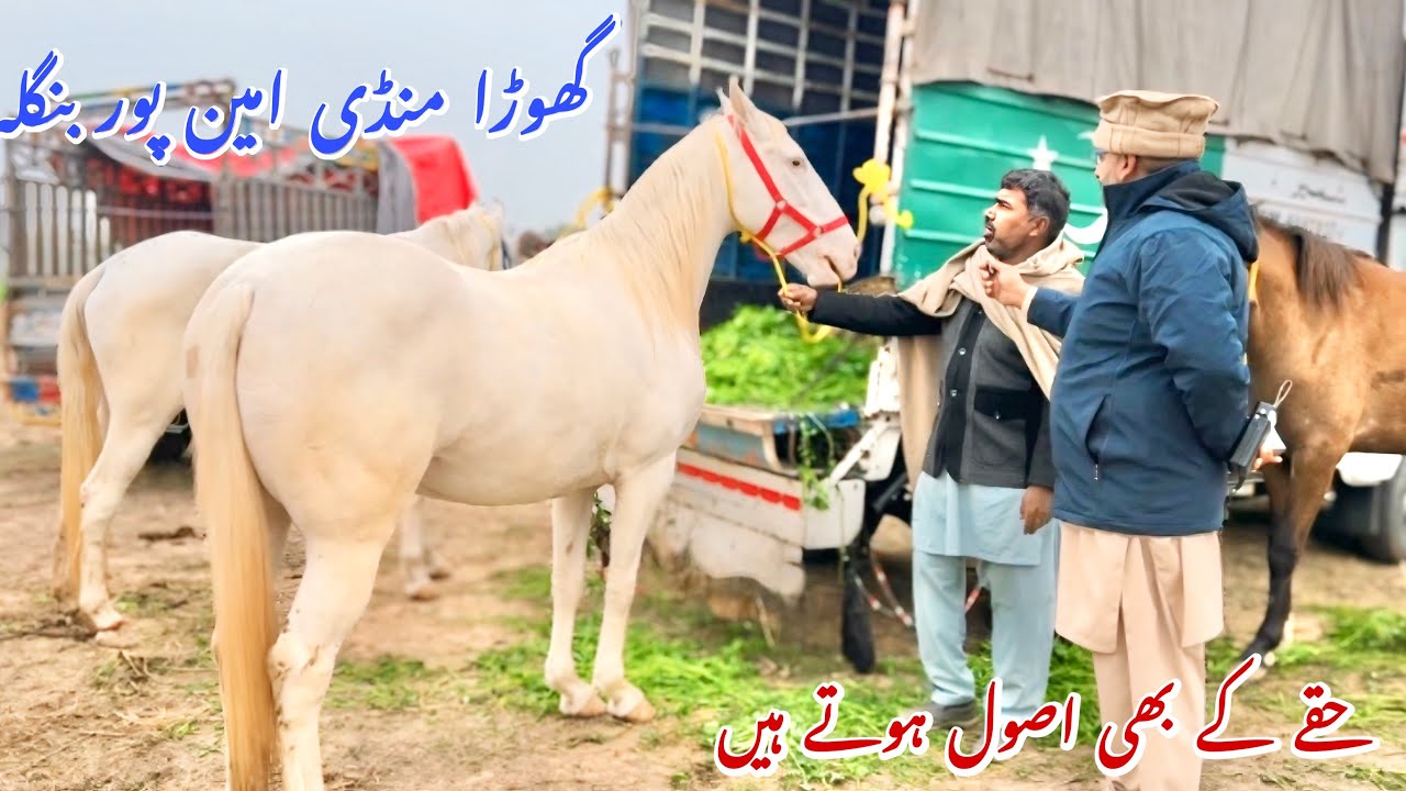Ghoda Mandi Aminpur Bangla 2026 🐎 | Horse Sale & Purchase Point in Pakistan | Local Horse Breeds