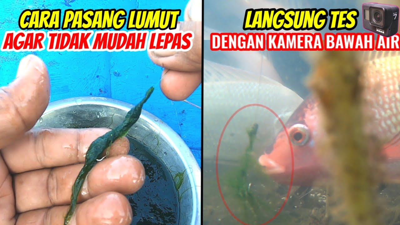 Dijamin lengket di kail dan mudah dimakan ikan! || Cara mudah pasang umpan lumut teknik perintil