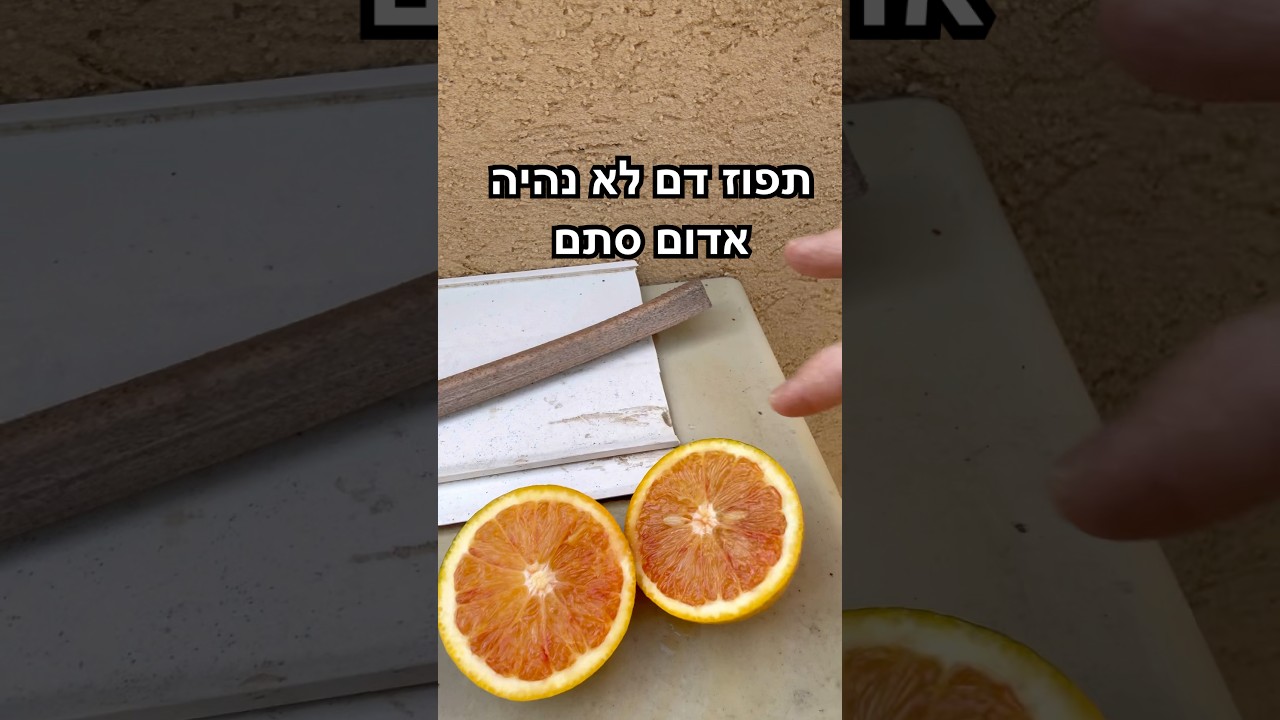 איך מזהים הבשלה אמיתית ולמה לפעמים הפרי נופל לפני הזמן? הצצה אמיתית לעץ תפוזי דם 🍊 #תפוז #עצים