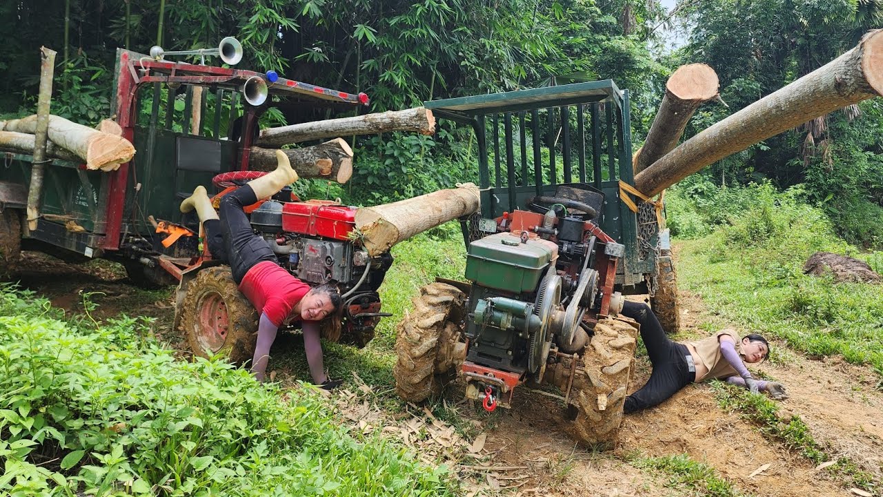 agricultural vehicles transport timber, harvest large trees and transport by truck