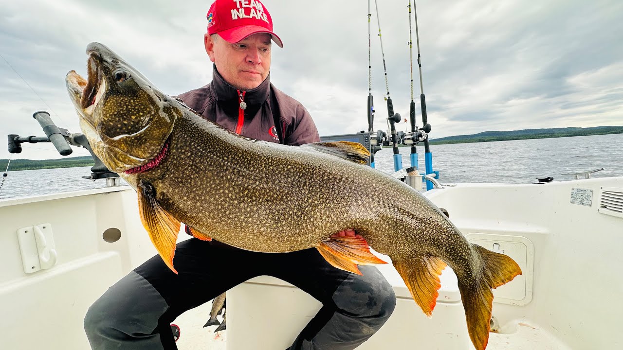 Trolling efter stor kanadaröding 12,4 kg 8,5 kg 7,1 kg 5 kg