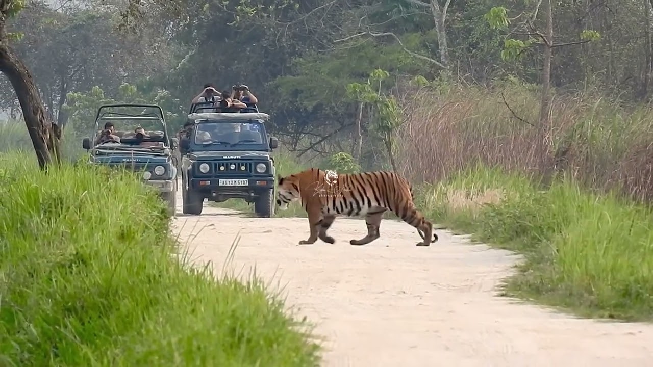 Tiger crossing the road at Kaziranga national park #kaziranganationalpark