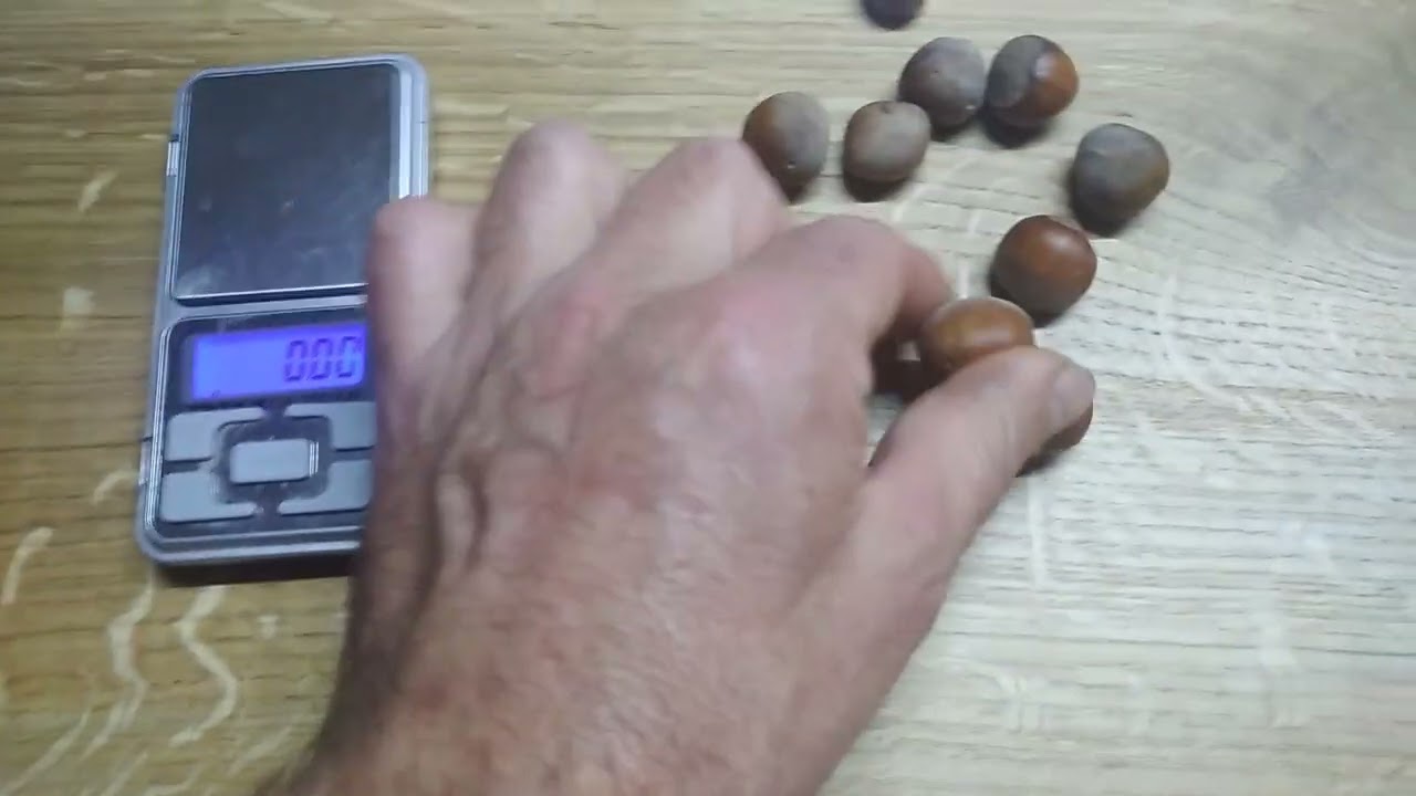 Фундук,огляд сортів Джеферсон і Доріс.