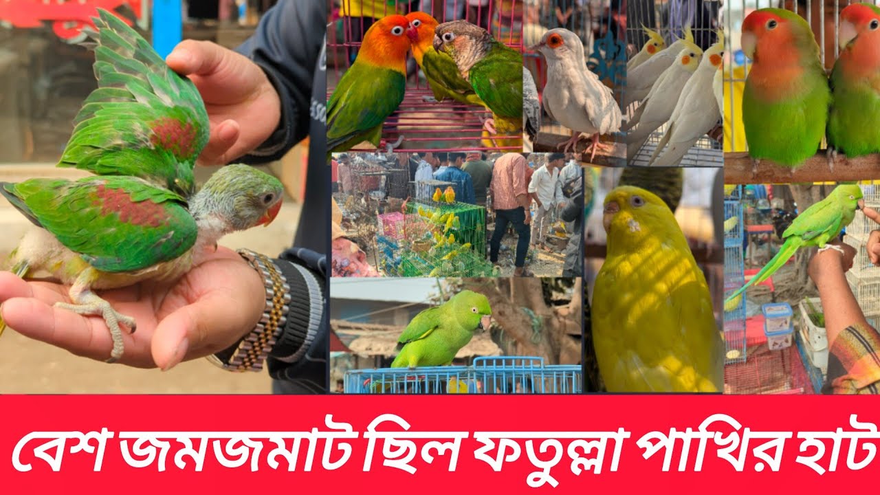 বেশ জমজমাট ছিল ফতুল্লা পাখির হাট | fatulla pakhir hat |village hat 2026#viral#ফতুল্লা_হাট#পাখি#pets