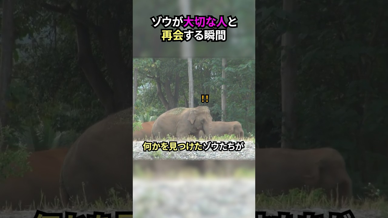 ゾウが大切な人と再会する瞬間