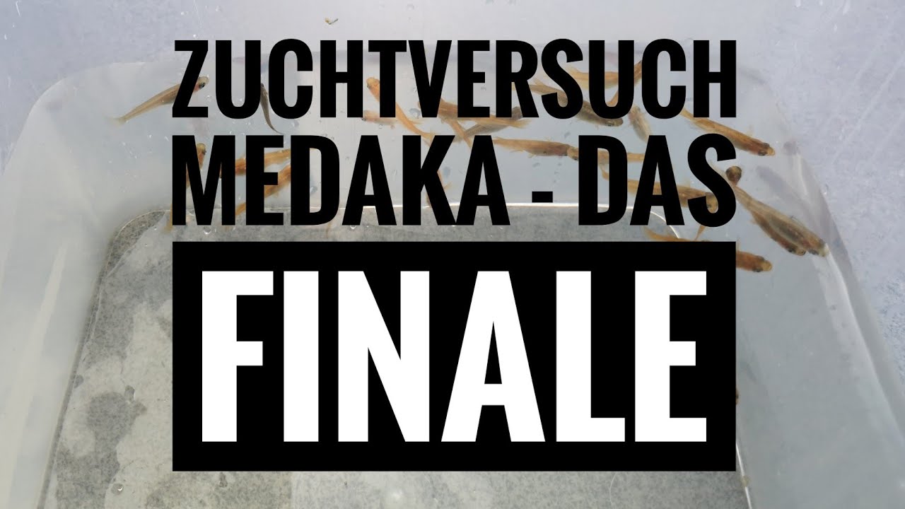 Ep. 37 - Medaka - Zuchtversuch, das Finale