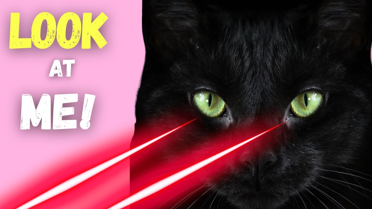 Why Do Cats Stare at You?