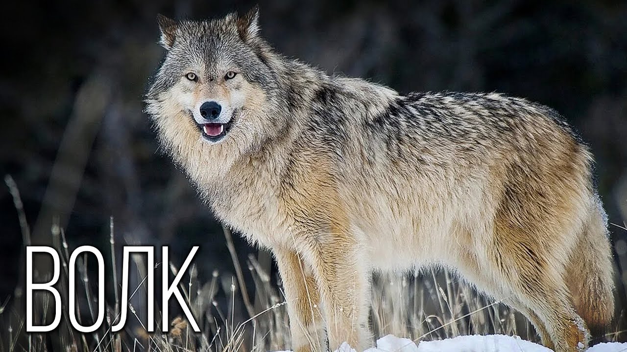 Волки: Легендарные Хищники | Интересные факты про волков