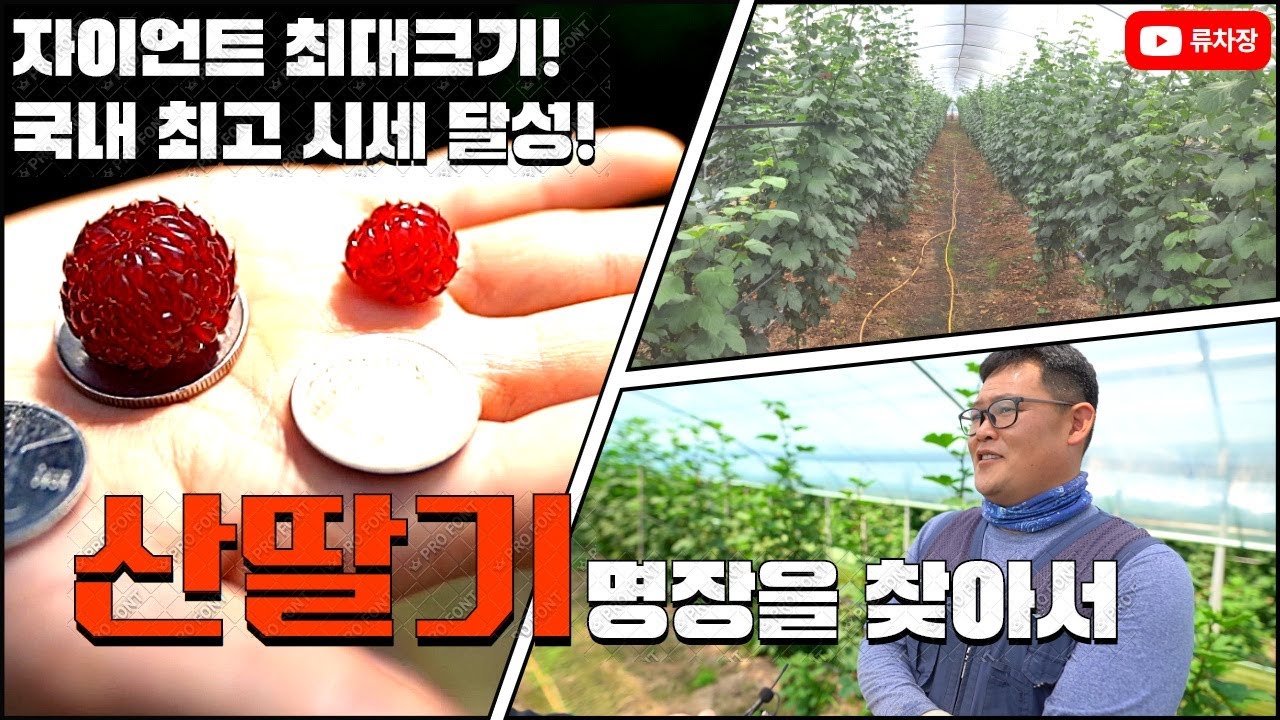 자이언티 산딸기!최고 경매 낙찰! 달콤한 산딸기 농장을 찾아가다.
