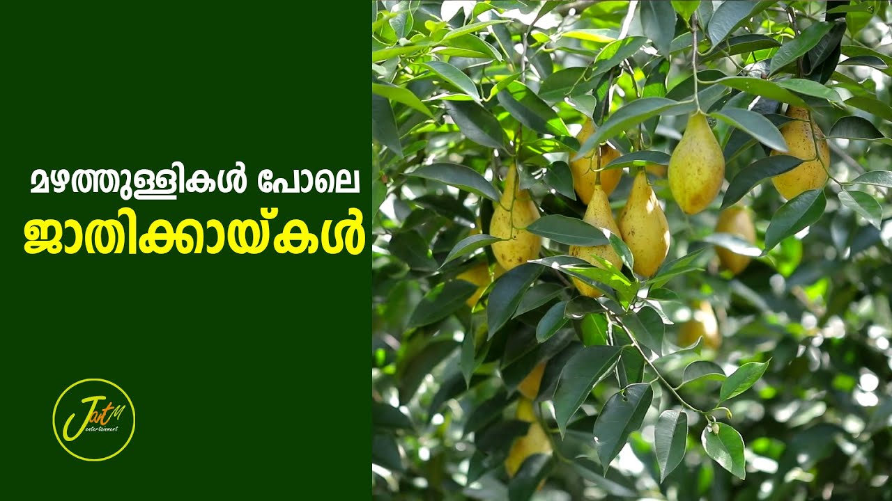മഴത്തുള്ളികൾ പോലെ ജാതിക്കായ്കൾ