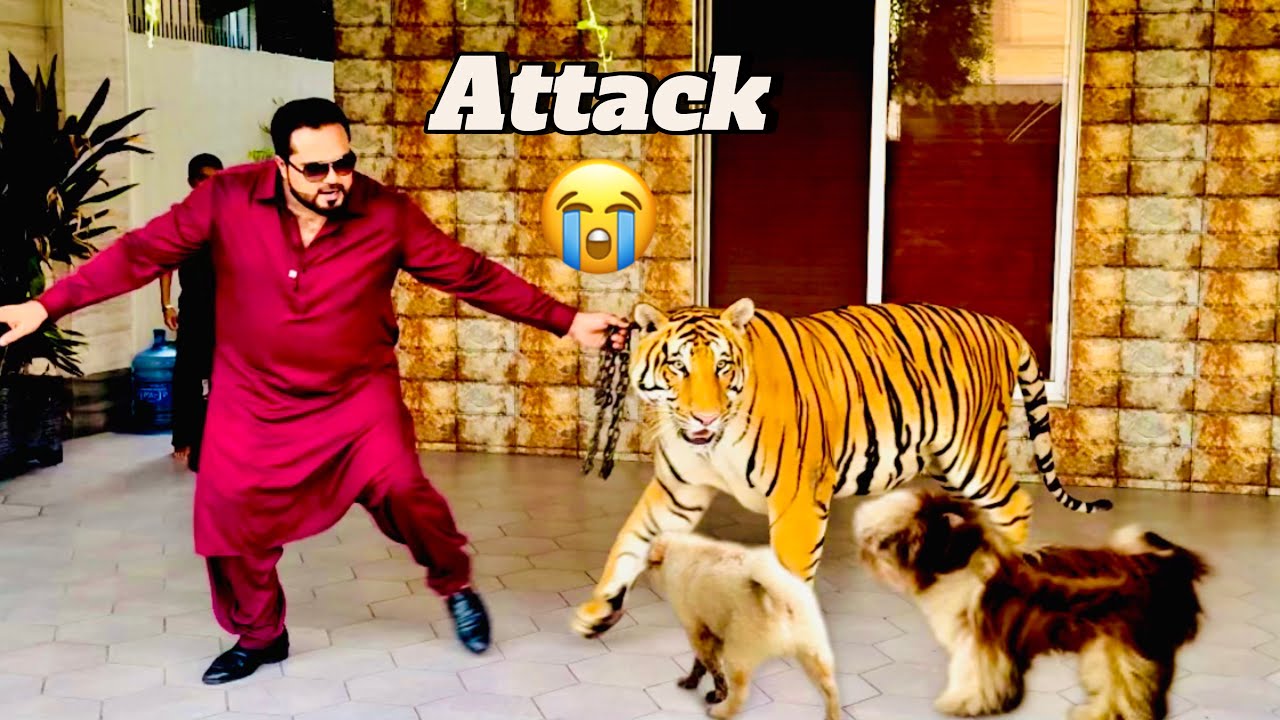 Tycoon bahir aya tu agay dogs they😳 (mian saqib)