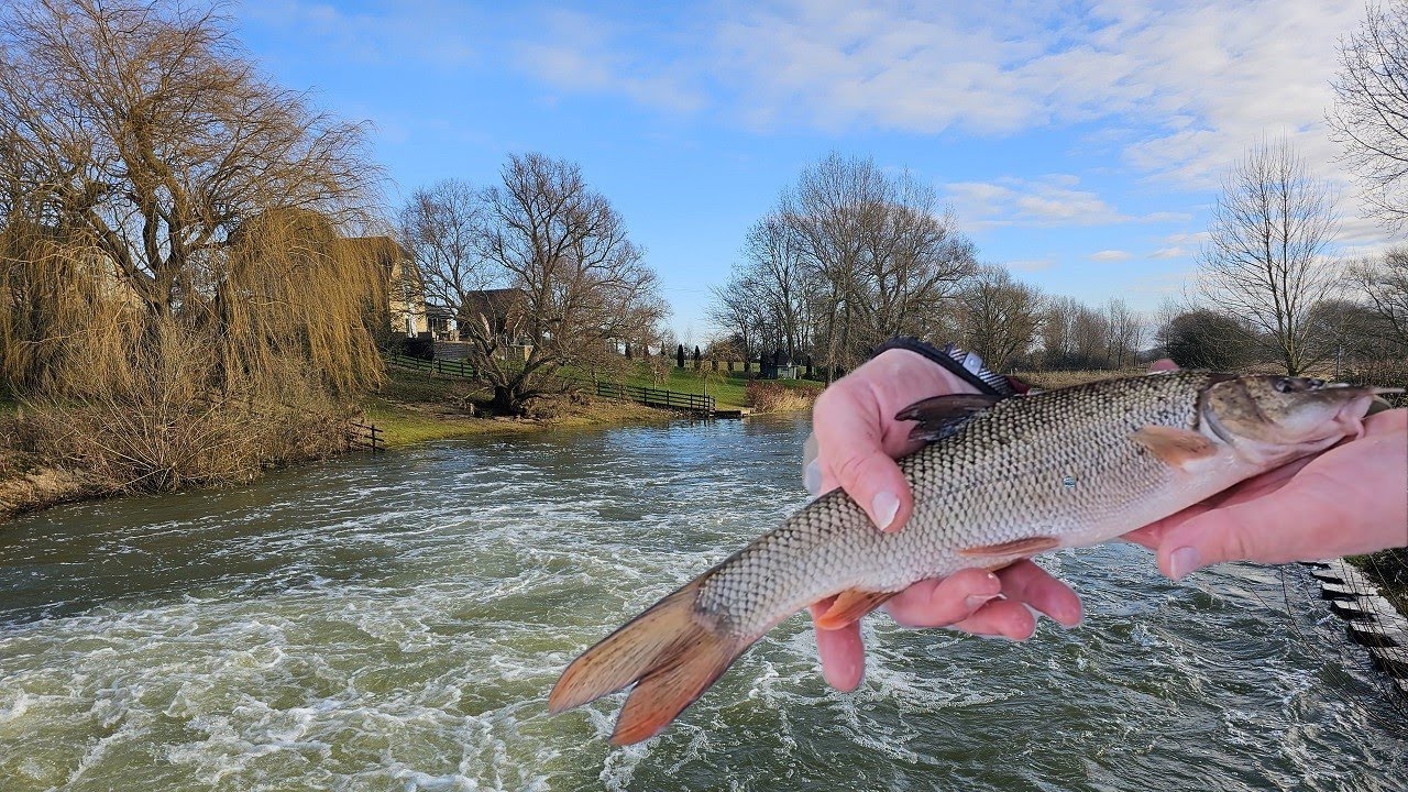 River Ouse larger barbel stocking 2024