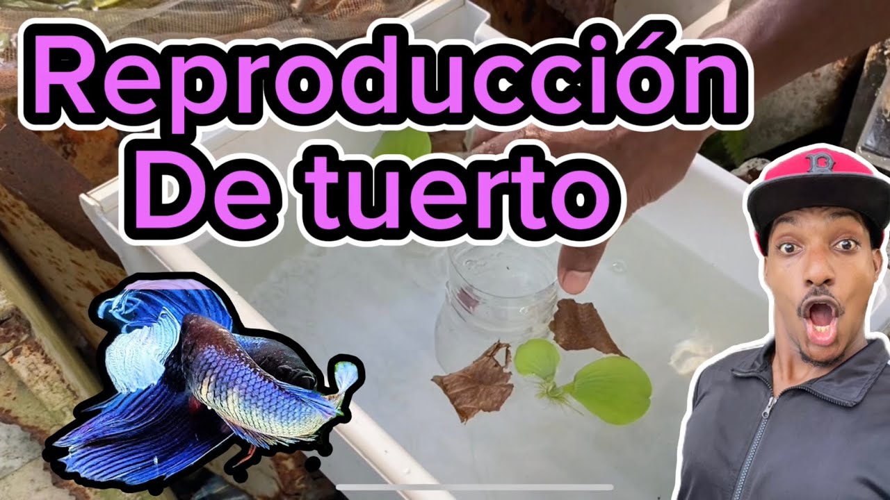 Cómo reproducir peces Betta