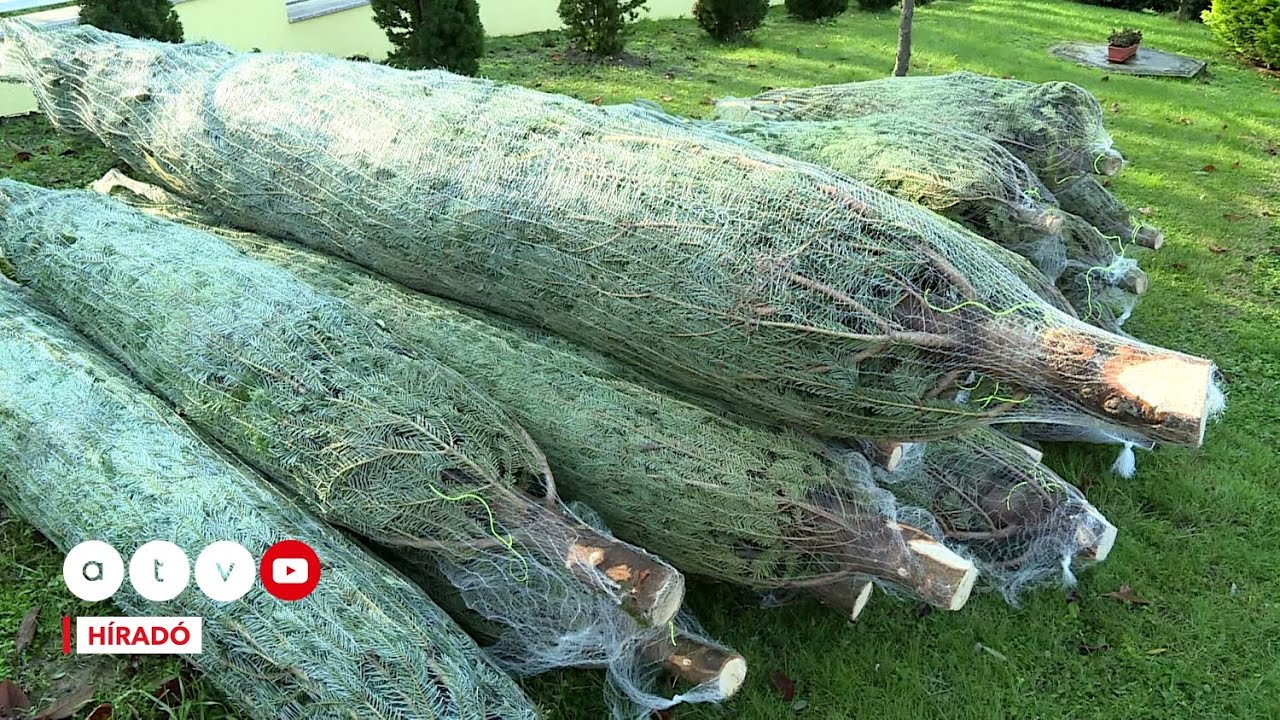 Zsebbenyúlós lesz a karácsony: így alakulnak idén a fenyőfa árak