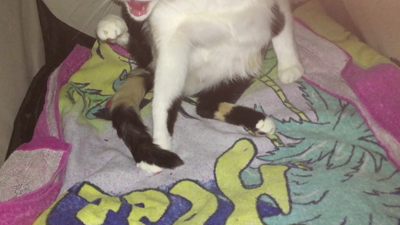 Katzengeburt beginnt
