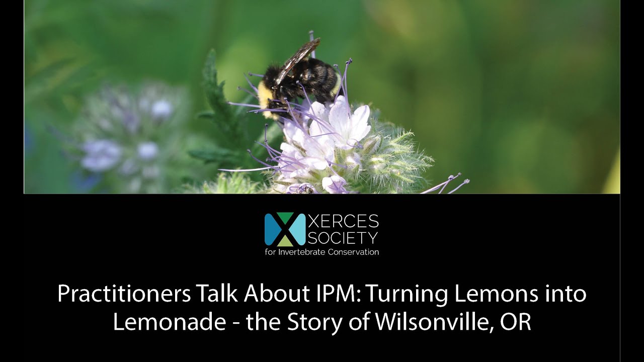 Practitioners Talk About IPM: Turning Lemons into Lemonade - the Story of Wilsonville, OR