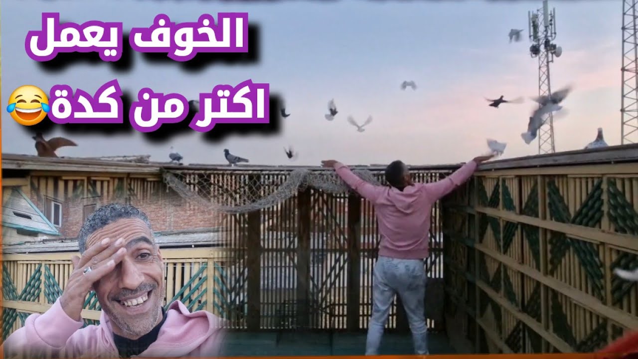 شوف الفرق بين الحمام الشبعان والحمام الجعان
