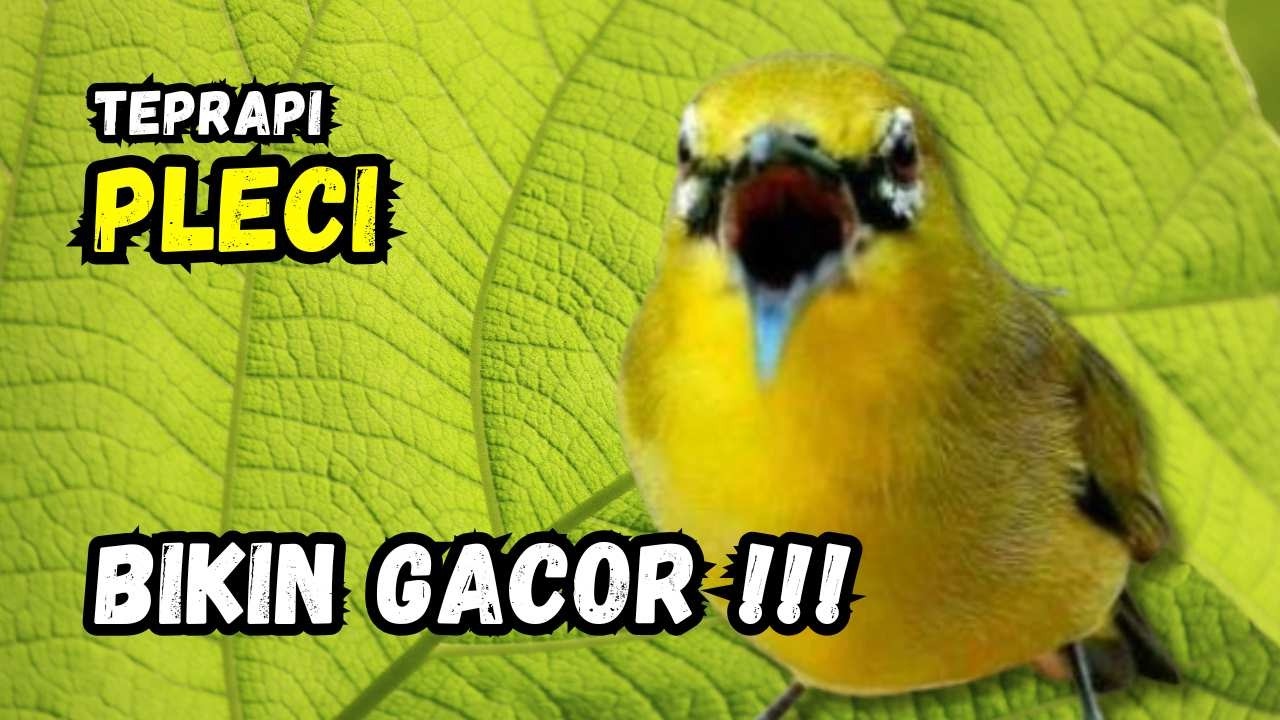 Terapi Pleci Ampuh Bikin Gacor | Hitungan Detik Pleci Ikut Bunyi