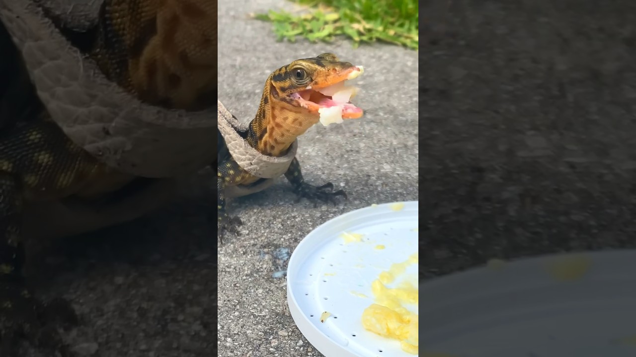 LIZARD BREAKFAST BURPS🦎🤣#quincemonitor #lizard #reptiles #animals #pets #egg #breakfast #yum #fyp