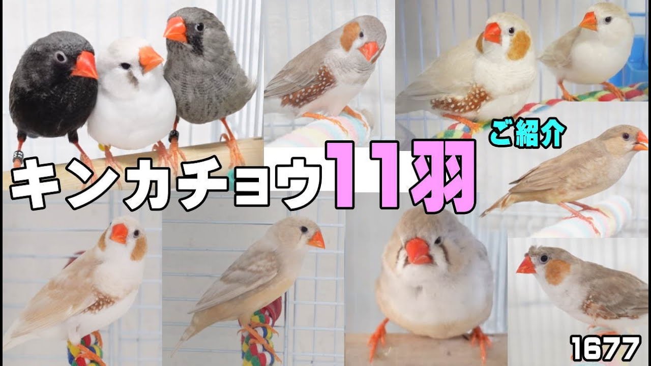 キンカチョウに魅了された主婦の末路｜Cute Zebra Finches #1677