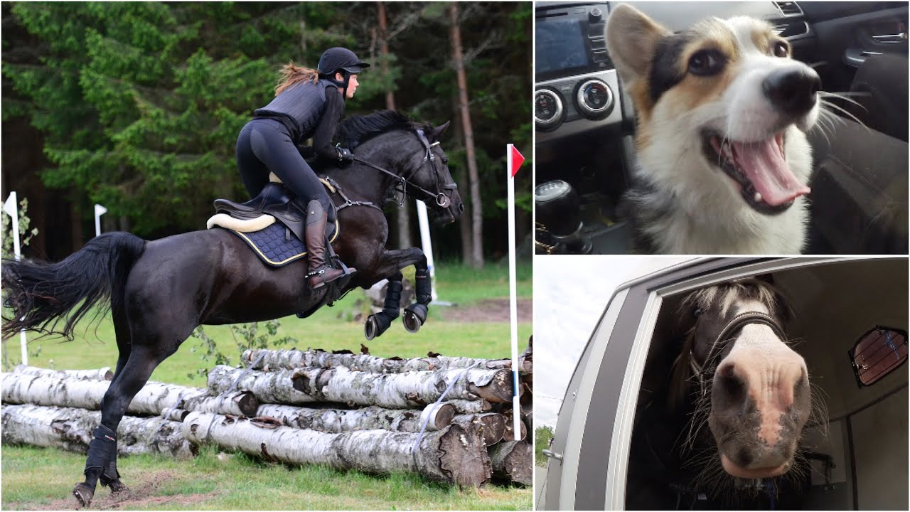 STALLVLOGG - HUNDVAKT