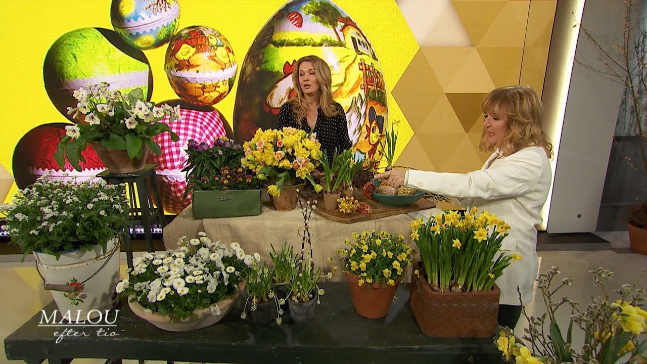 Blomsterstylist Malin Hidesäter hjälper oss göra påskfint – både inne och u… - Malou Efter tio (TV4)