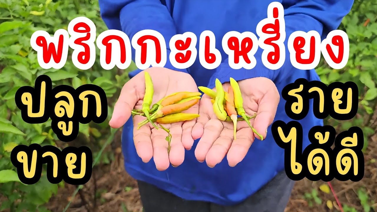 ปลูกพริกกะเหรี่ยง สร้างรายได้ที่จ .ร้อยเอ็ด