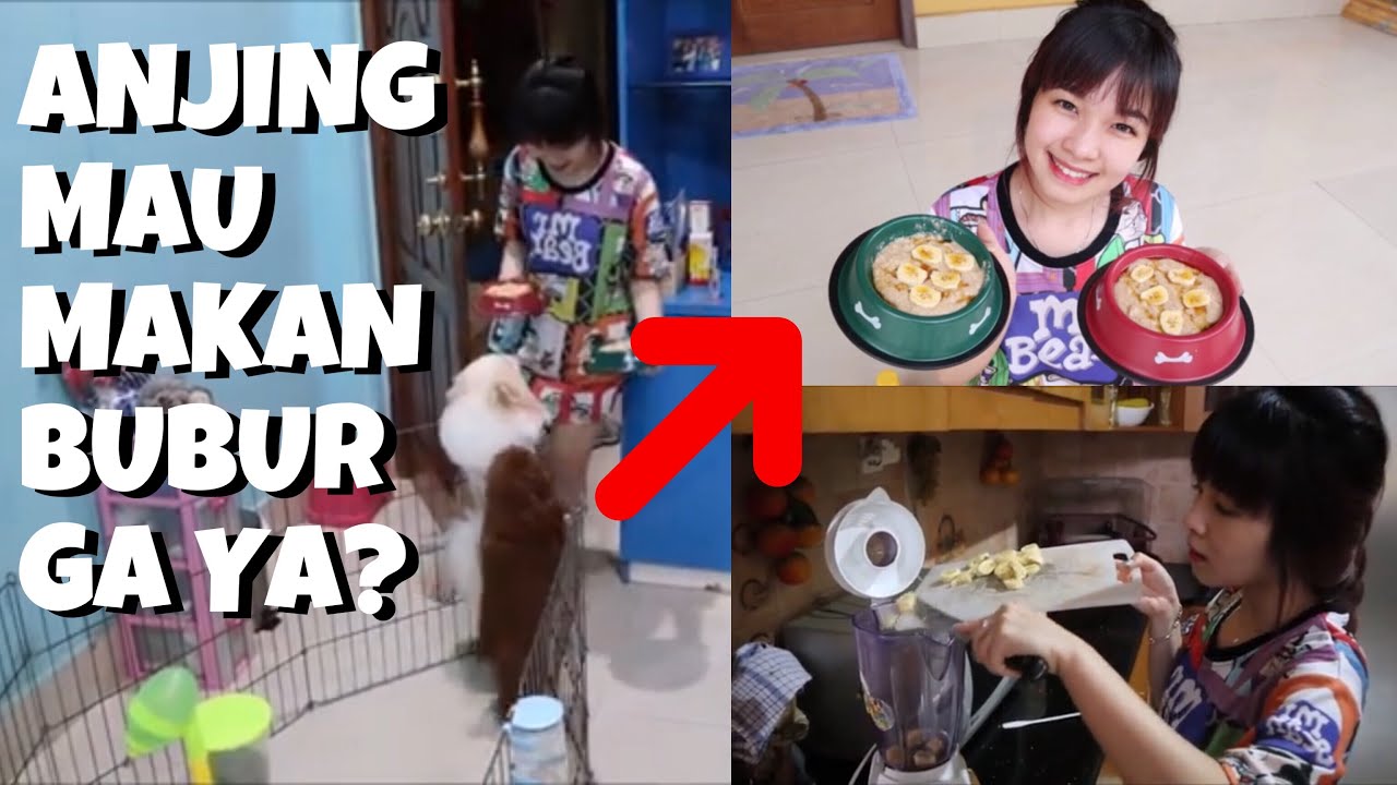 Masak BUBUR AMAN Buat Anjing